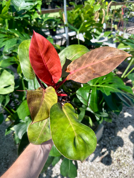 Philodendron McColley's Finale