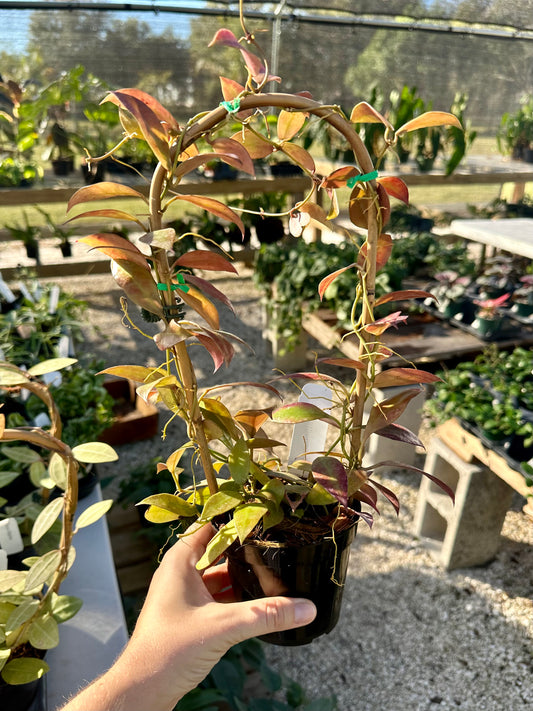 Hoya Walliniana