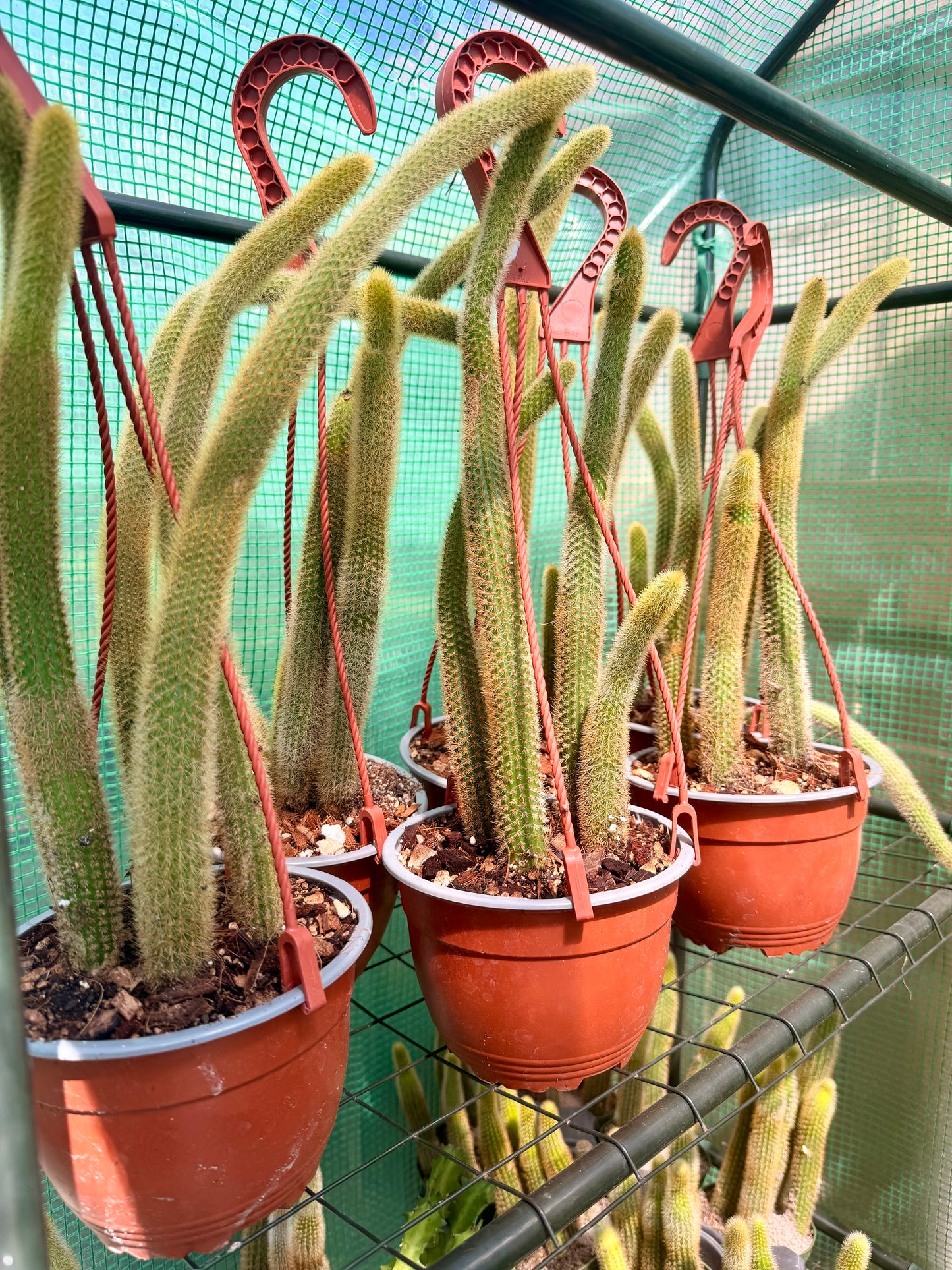 Fox Tail Cactus (Golden)