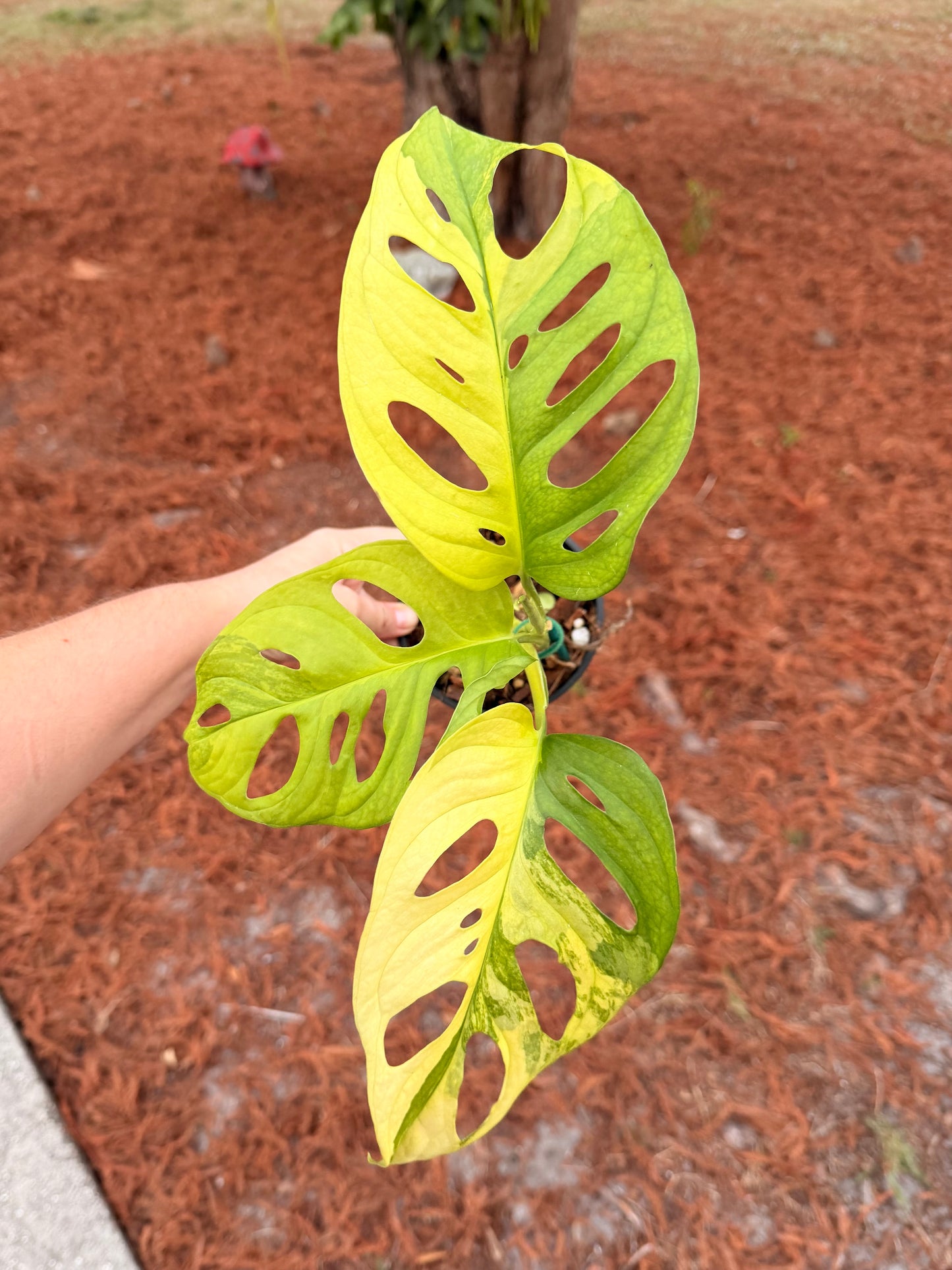 Monstera Adansonii Variegated Yellow