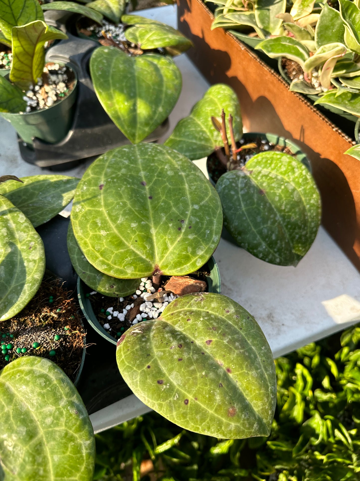 Hoya Sarawak