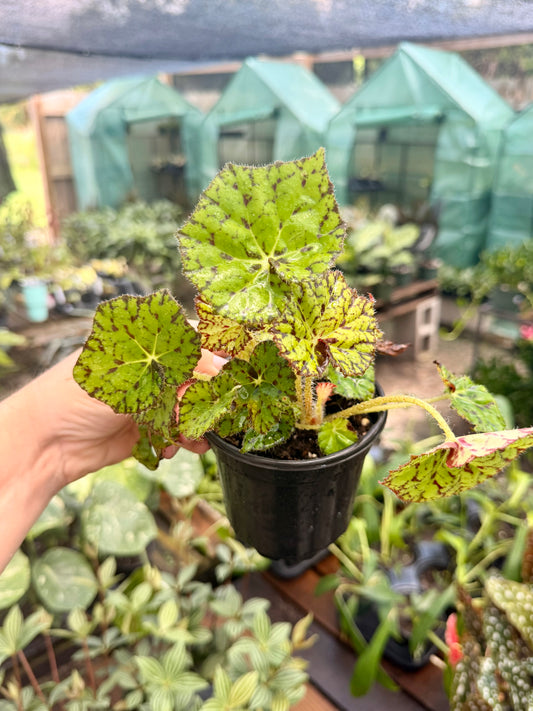 Begonia Rex Varieties