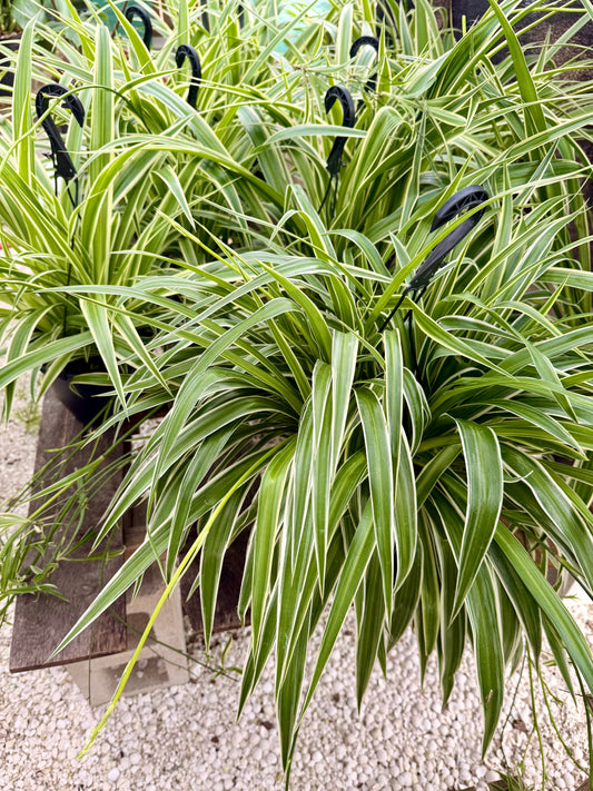 Spider Plant with Outer Variegation