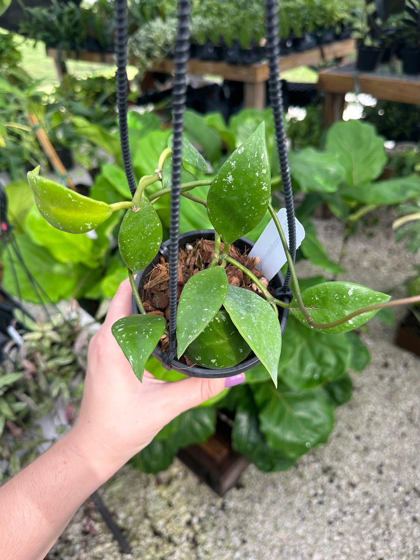 Hoya Rundumensis