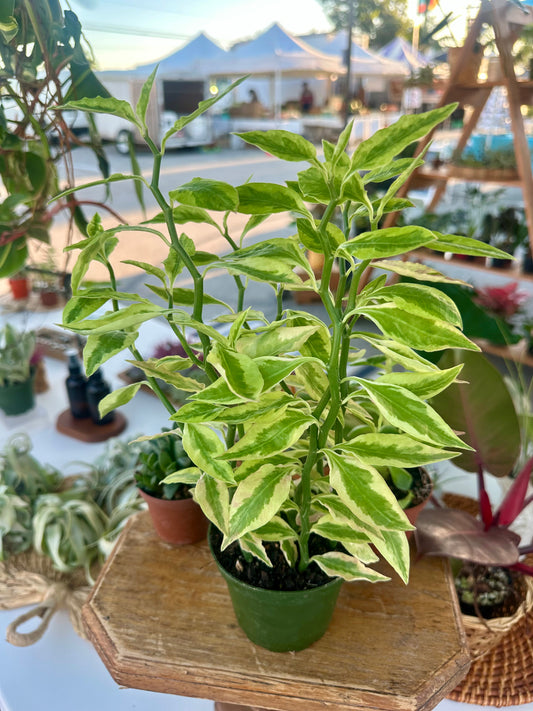 Euphorbia Tithymaloides Variegated