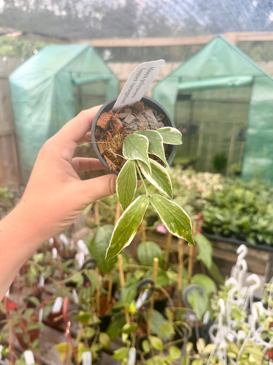 Hoya Polyneura Outer Vareigation