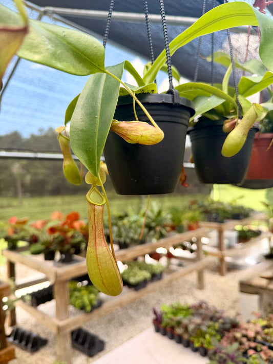 Nepenthes (Pitcher Plant)