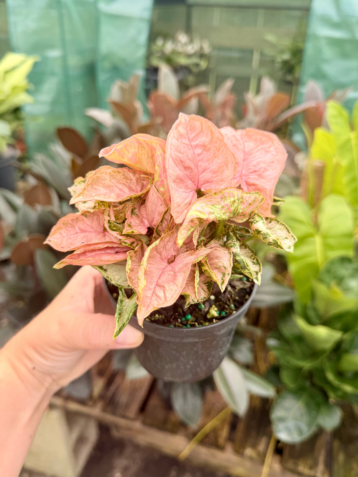 Syngonium Rolli