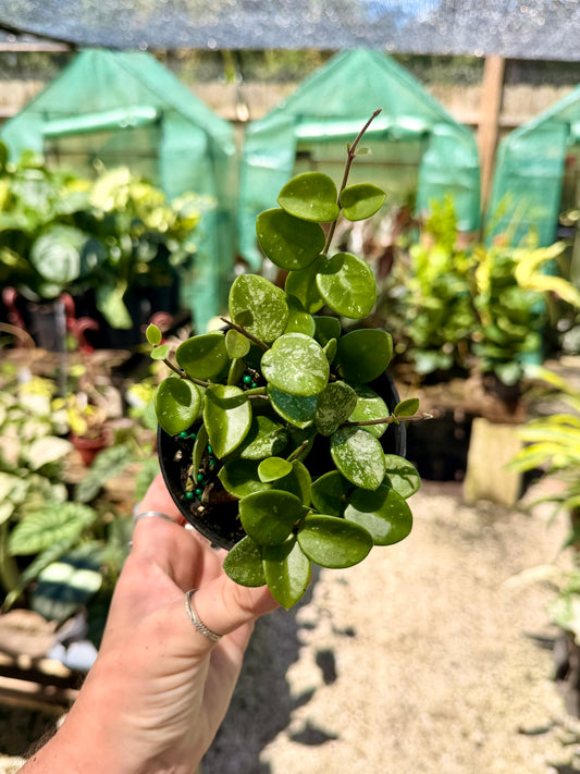 Hoya Mathilde
