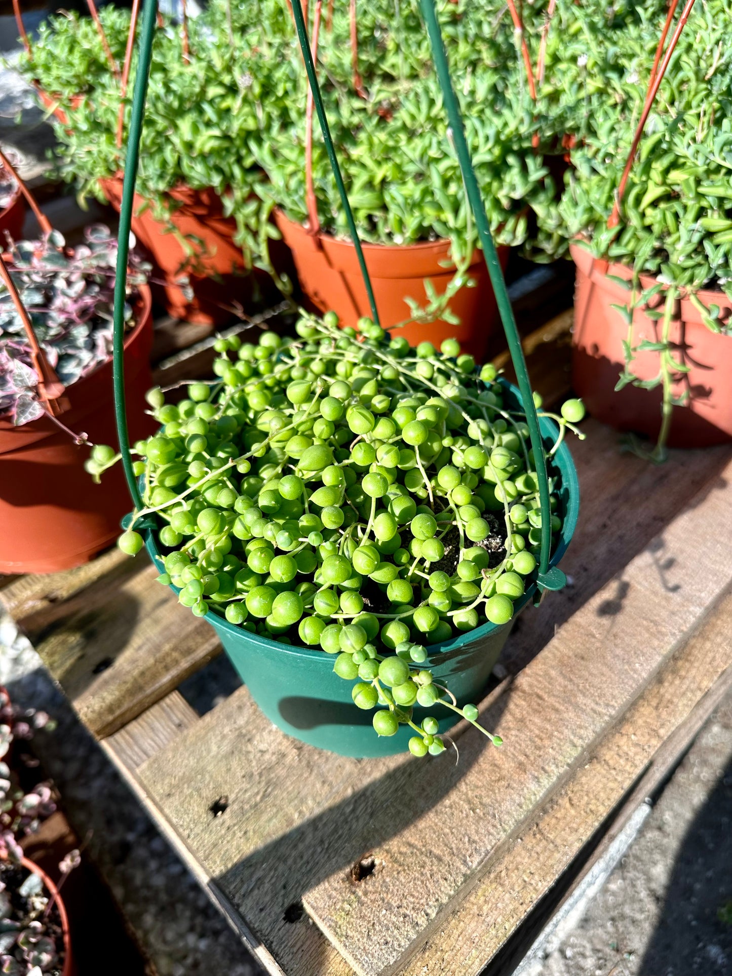 String of Pearls