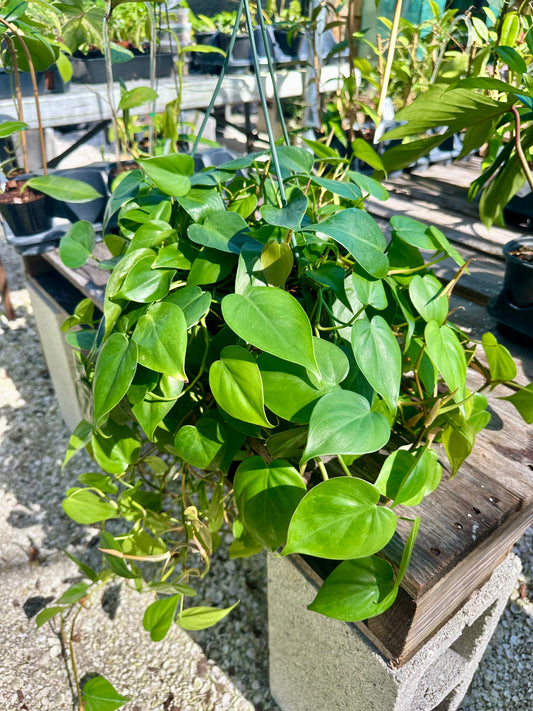 Philodendron Heartleaf