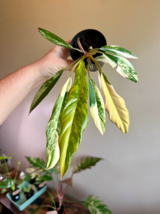 Philodendron Carmel Marble