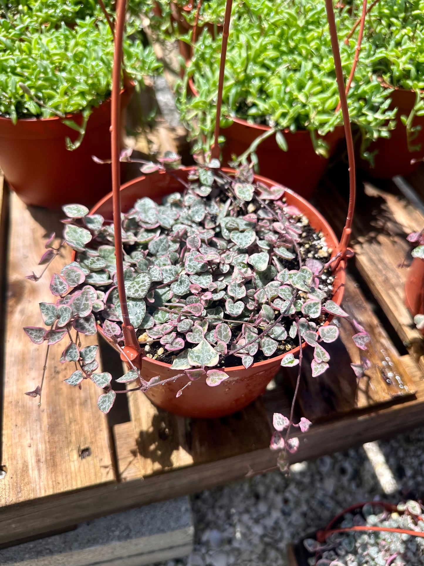 String of Hearts Variegated