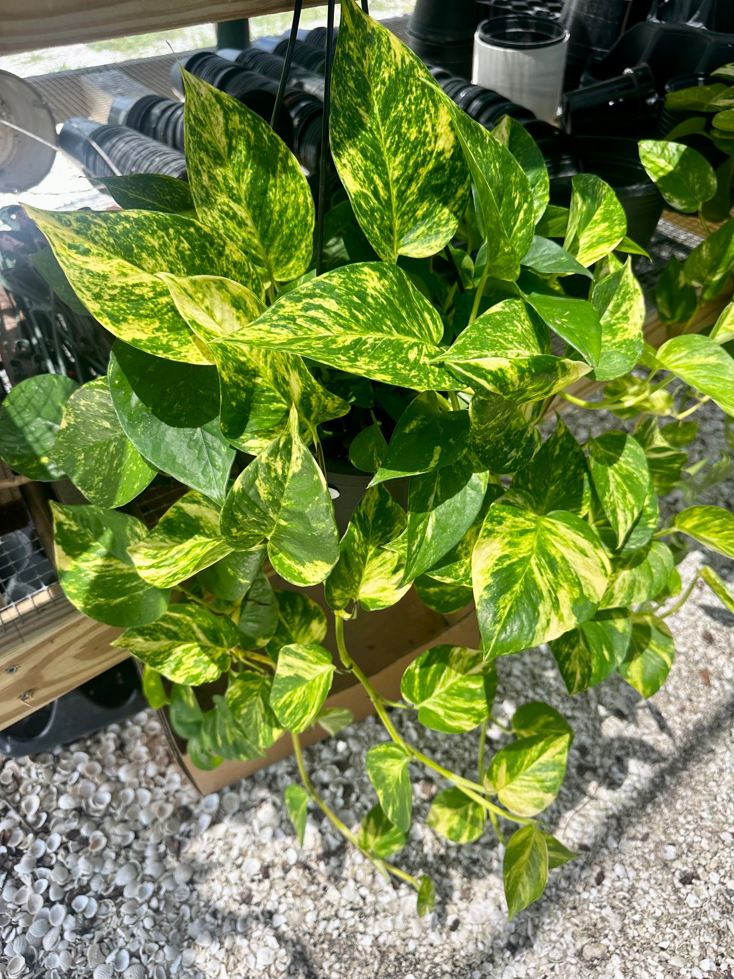 Epipremnum Hawaiian