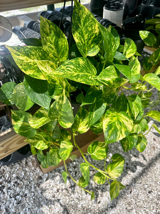 Epipremnum Hawaiian