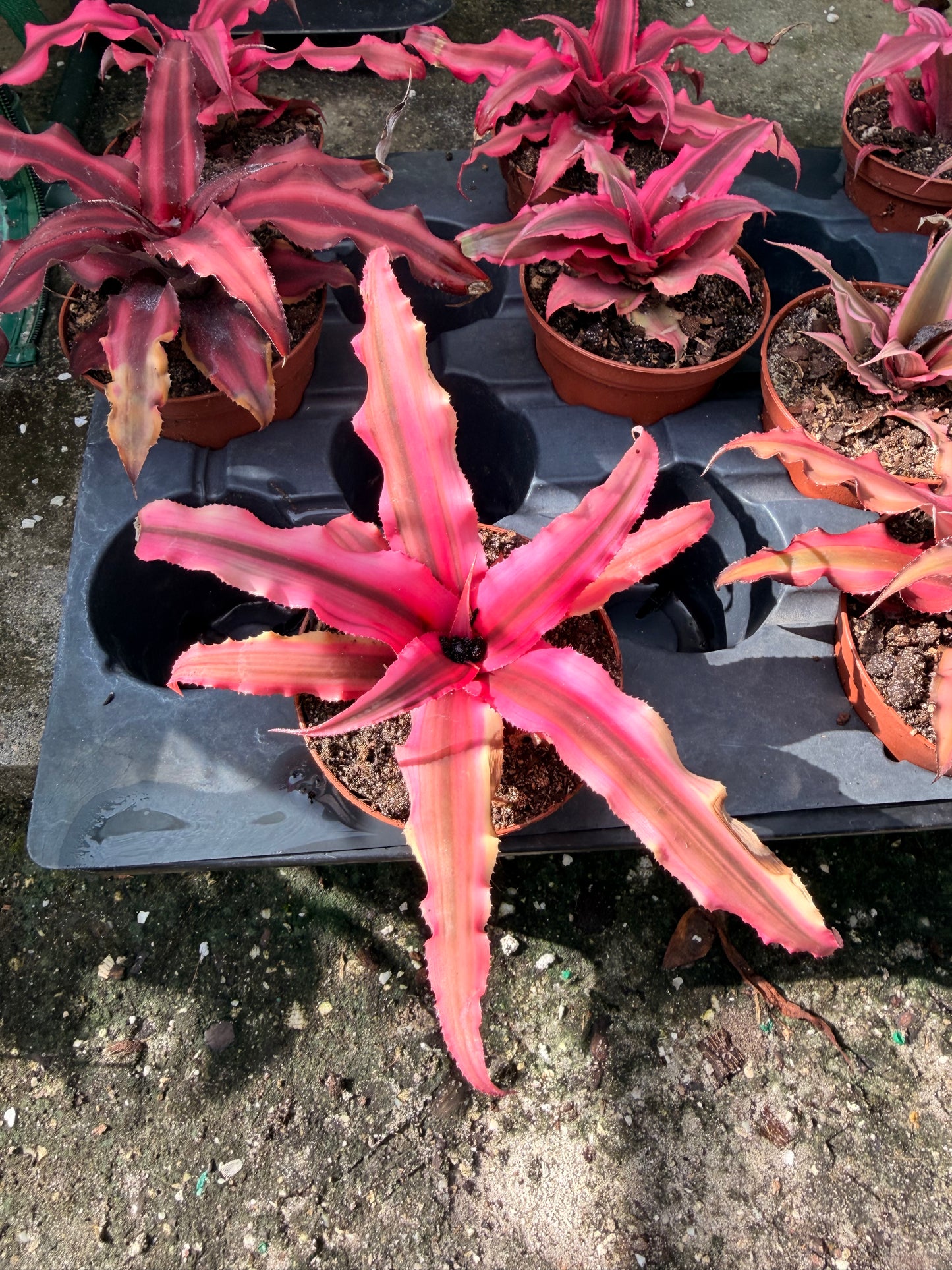 Cryptanthus