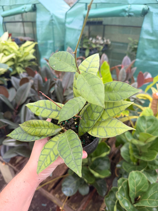 Hoya Callistophylla