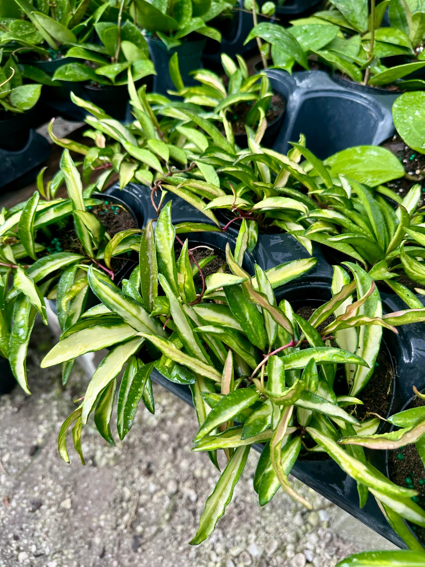 Hoya Wayetti Tricolor