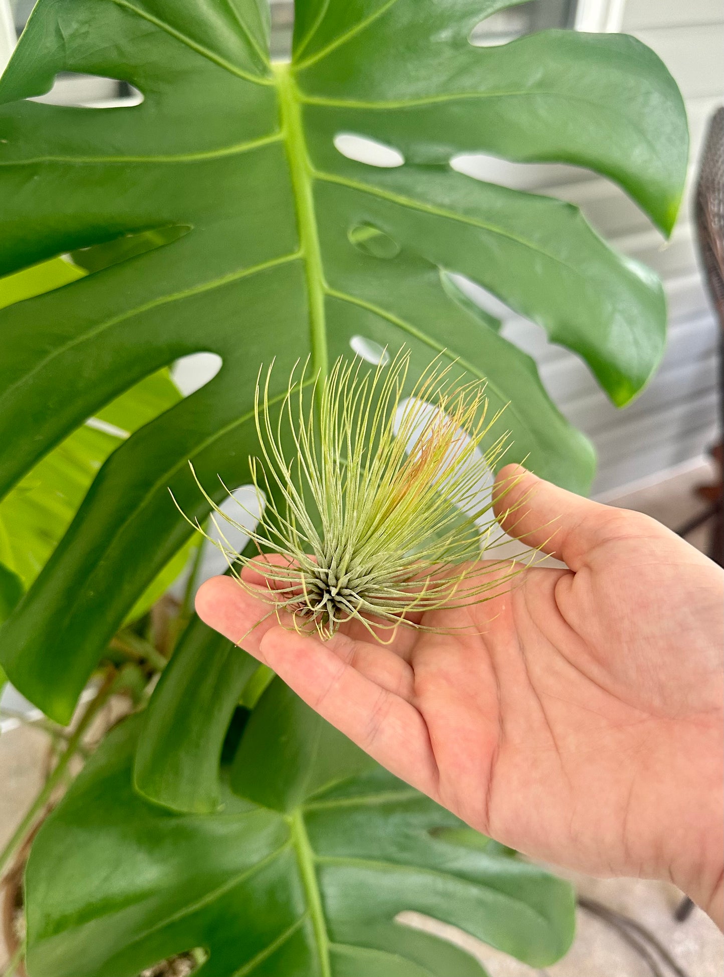 Tillandsia Hybrid • Andreana