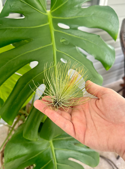 Tillandsia Hybrid • Andreana