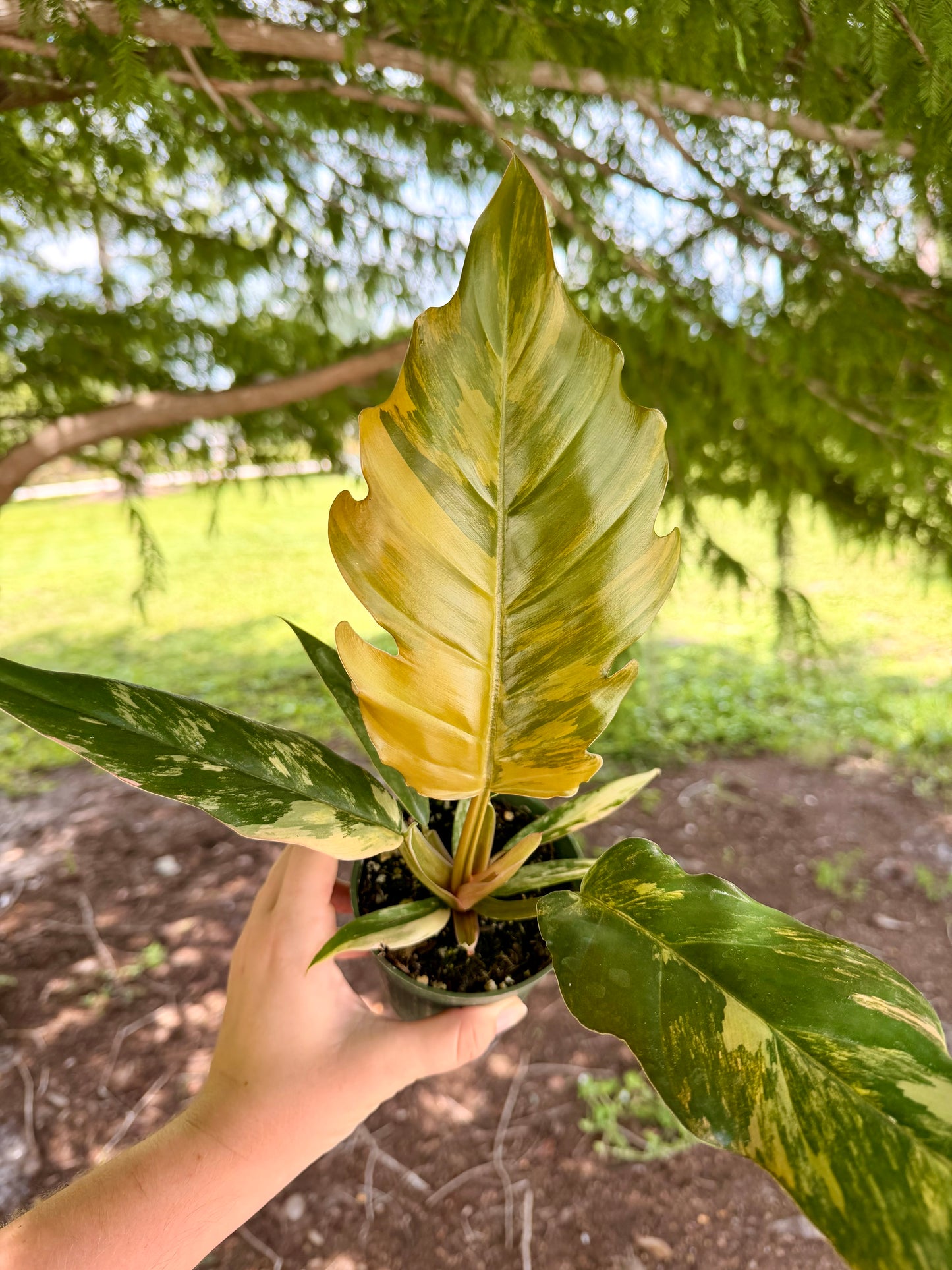 Philodendron Carmel Marble