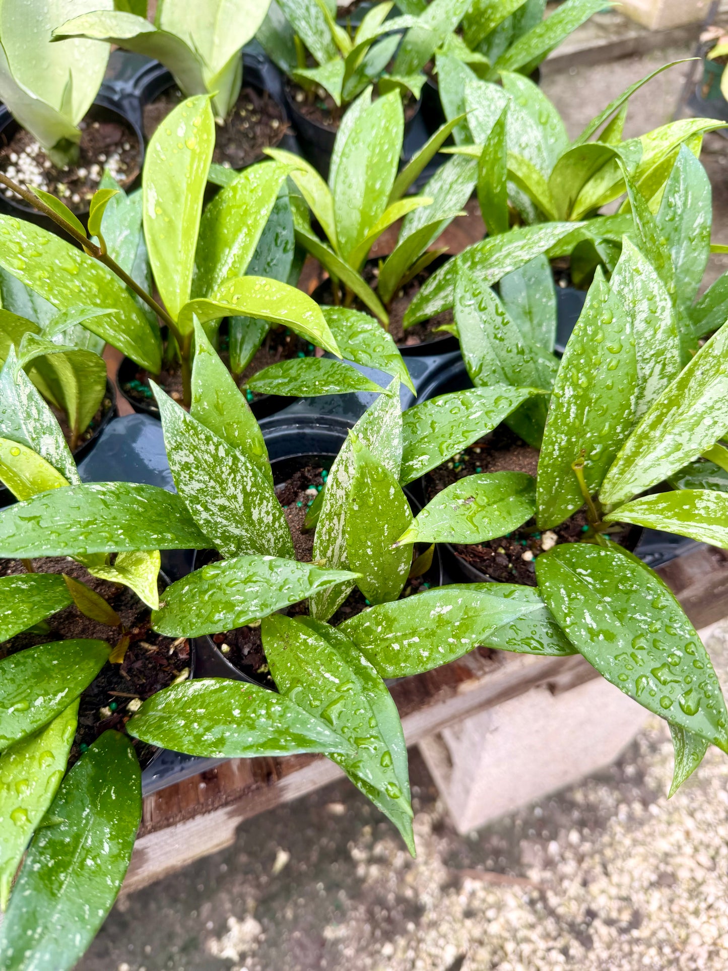 Hoya Pubicalyx Splash