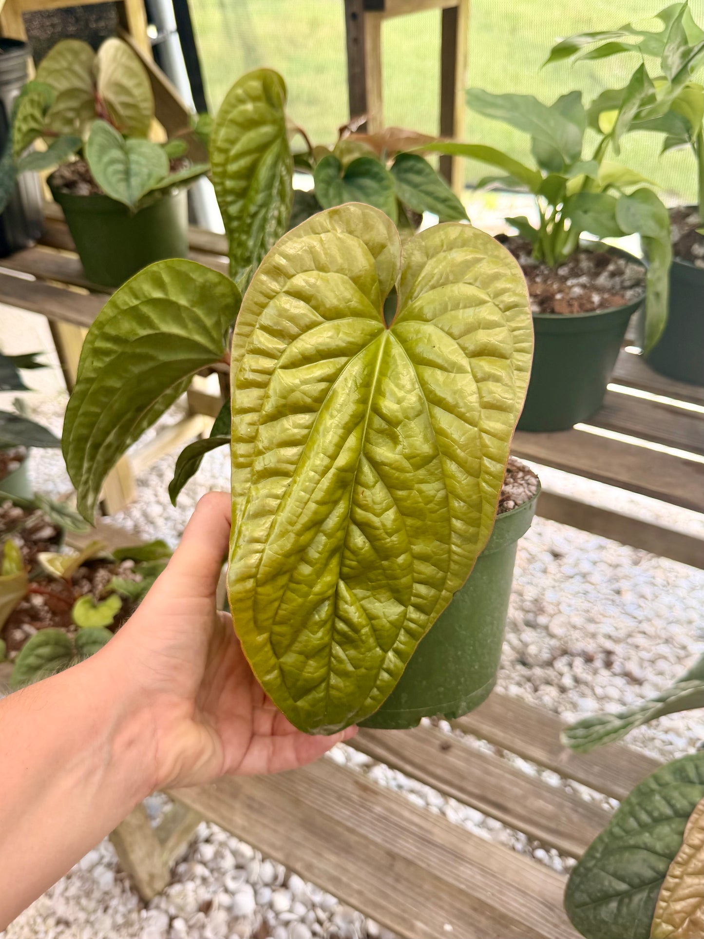 Anthurium Luxurians X Radicans