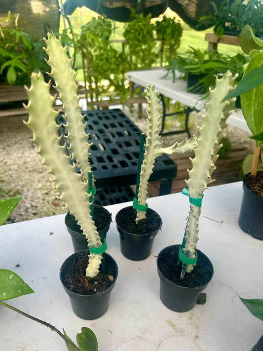 Euphorbia White Ghost