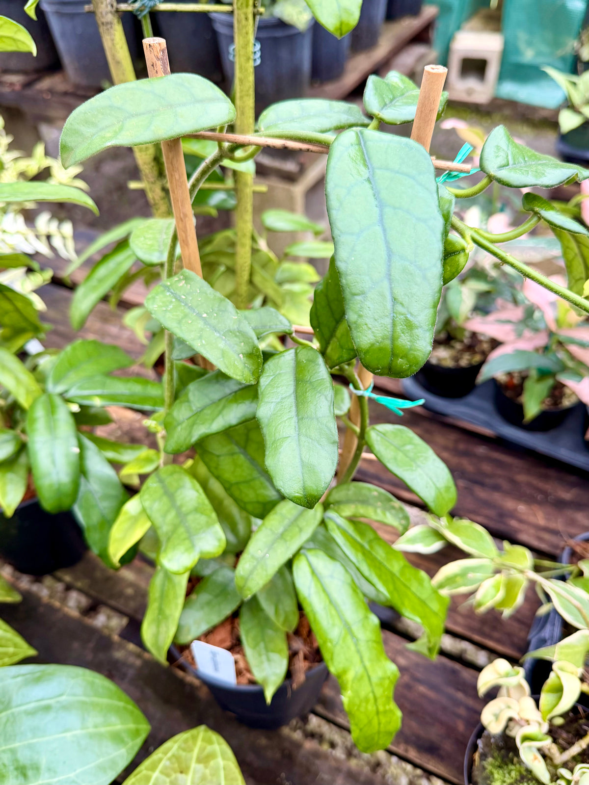 Hoya Globulosa