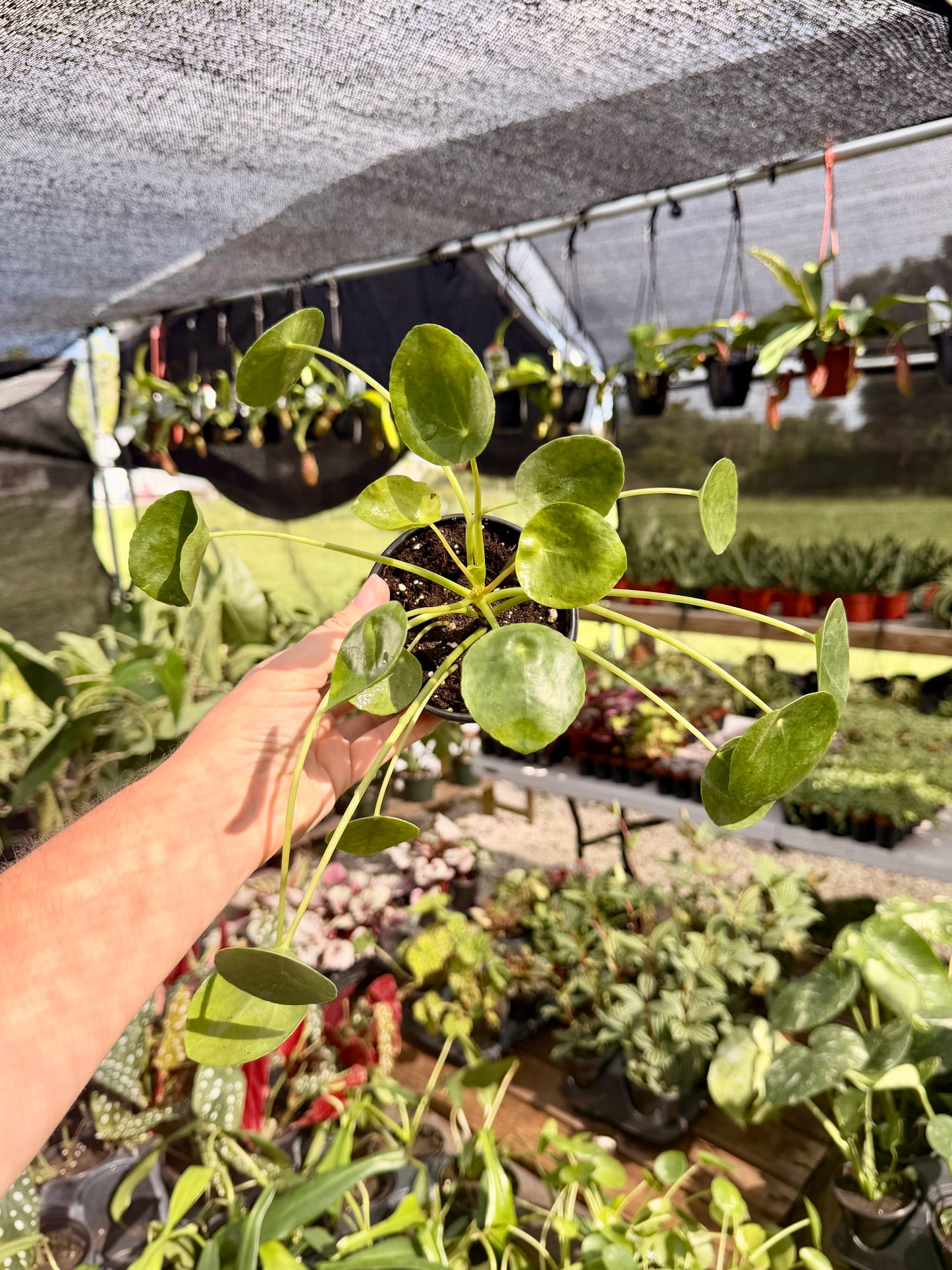 Chinese Money Plant