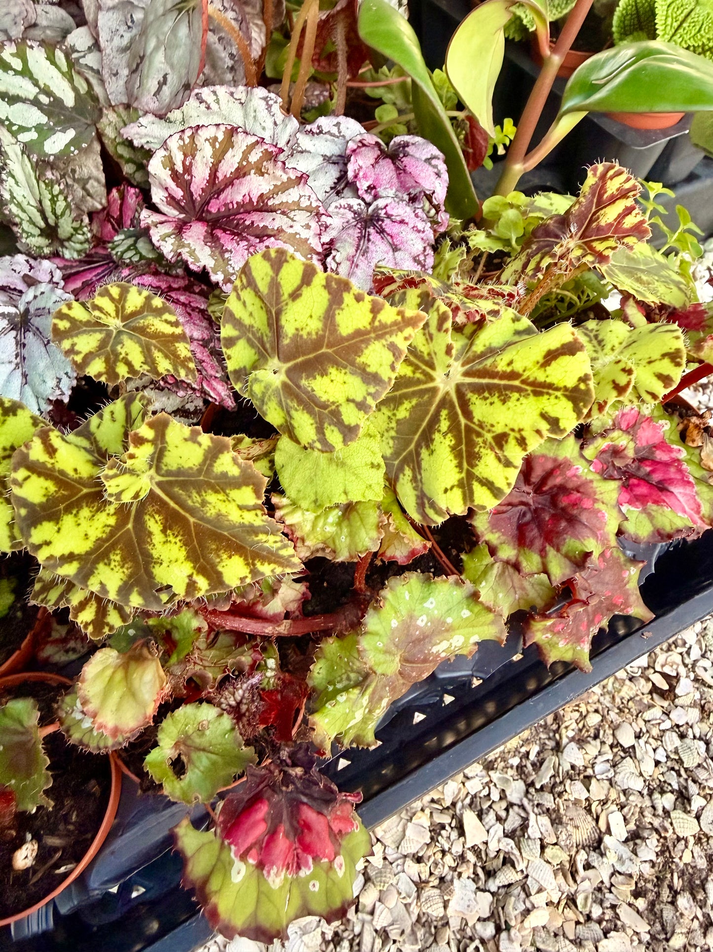 2" Begonia