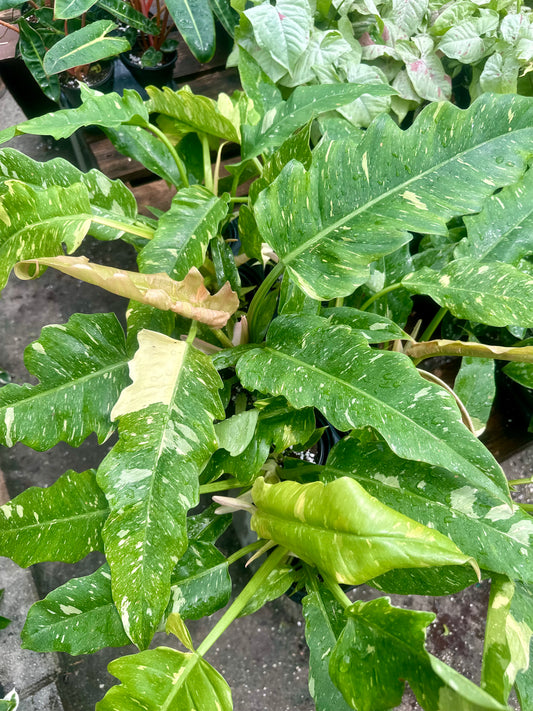 Philodendron Ring of Fire