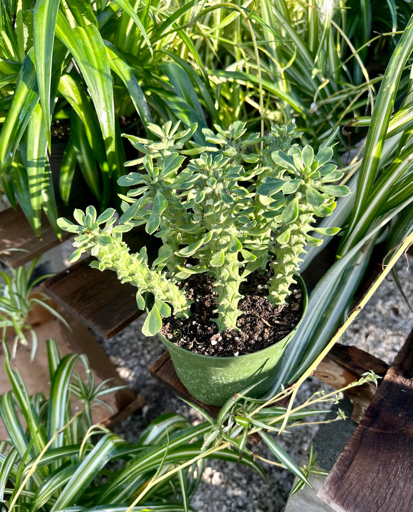 Euphorbia Neriifolia