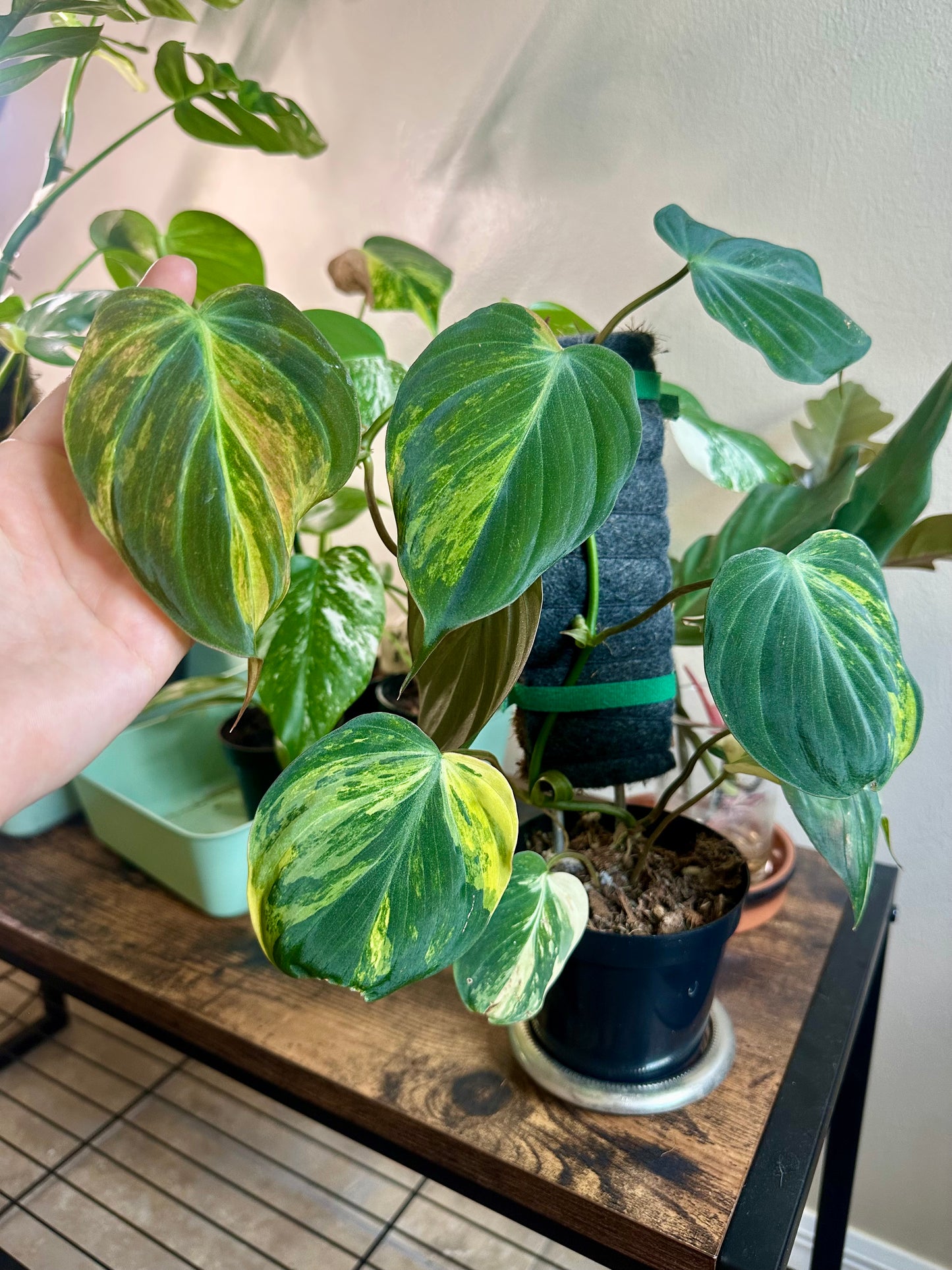 Philodendron Mican Yellow Variegation