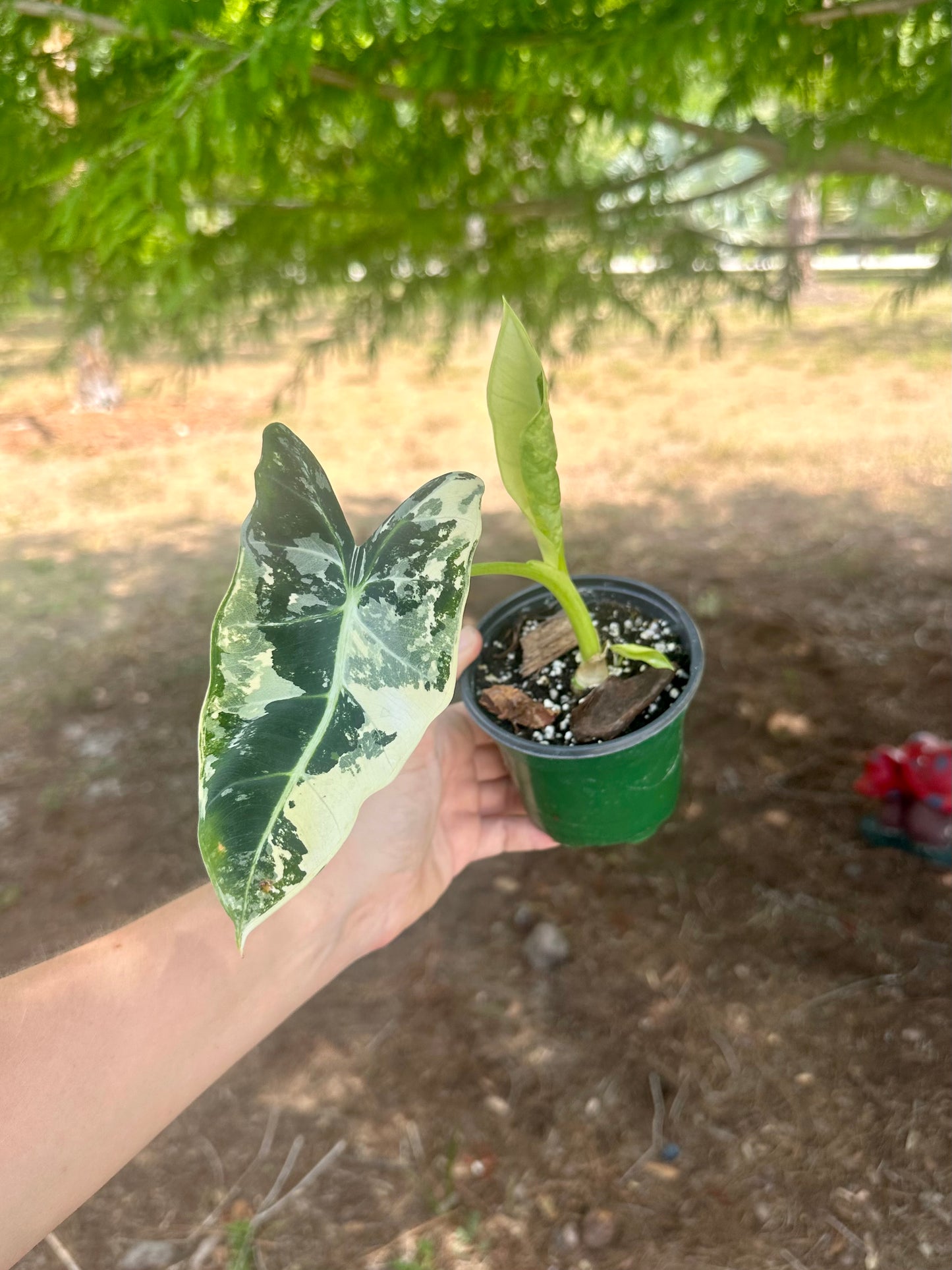 Alocasia Frydek Variegated
