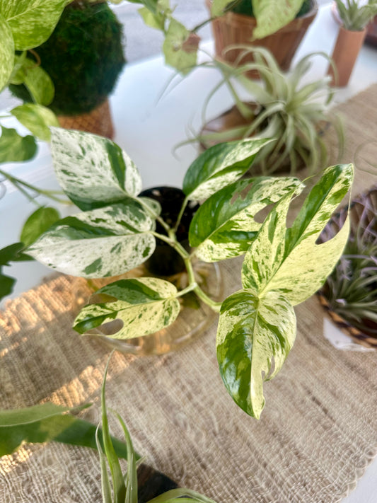 Epipremnum Pinnatum Marble Variegated