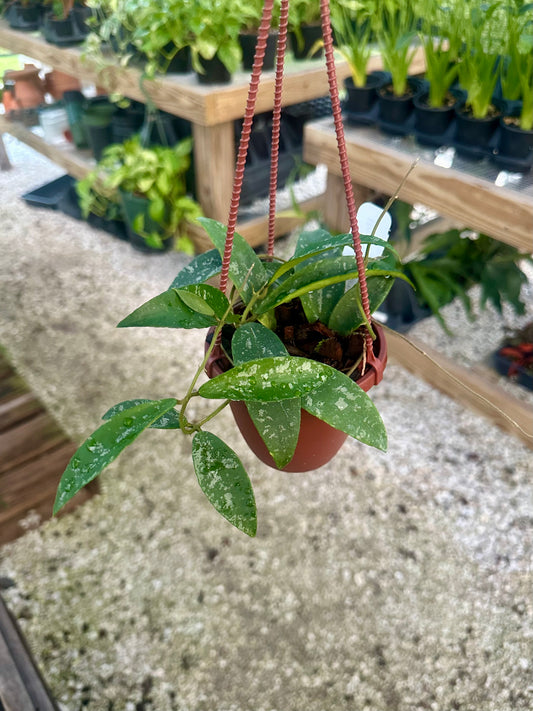 Hoya Phuwuaensis Splash