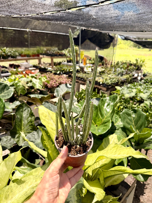 Pickle Plant