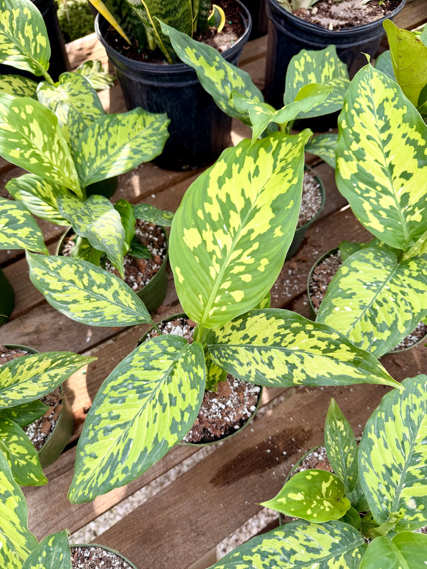 Dieffenbachia Cheetah