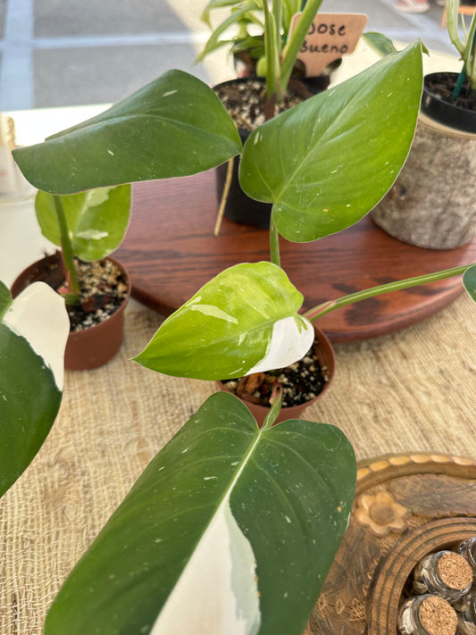 Philodendron White Princess
