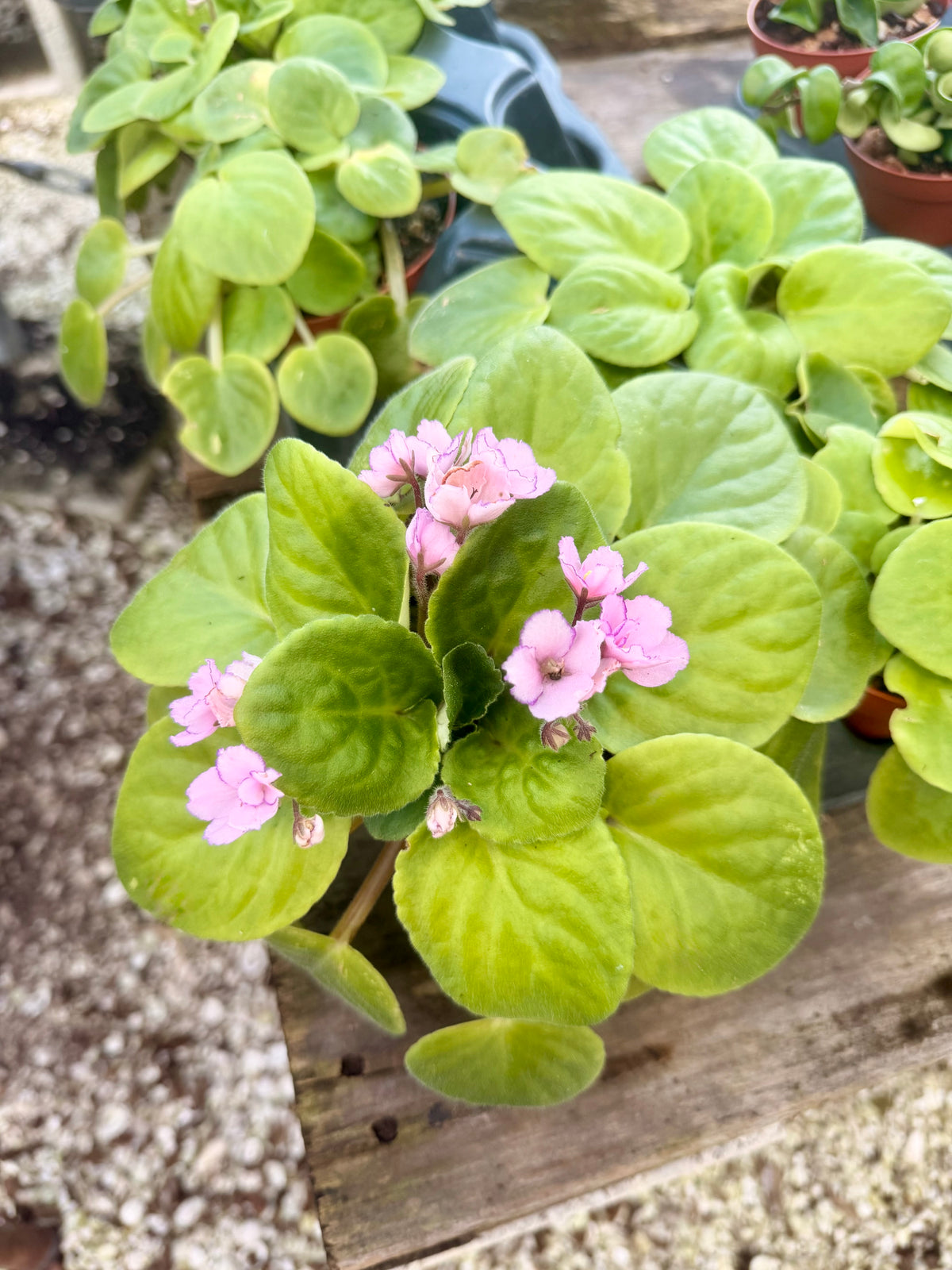 African Violet