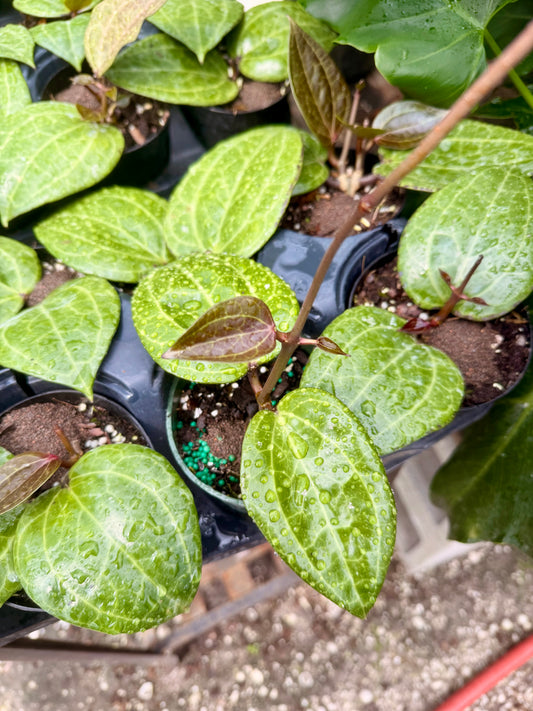 Hoya Sarawak