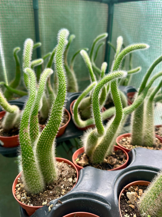 Monkey Tail Cactus (White)