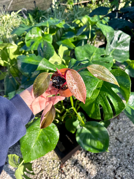 Philodendron Pink Princess