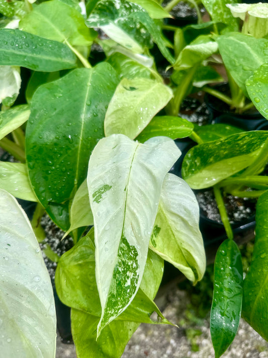 Philodendron Jose Bueno