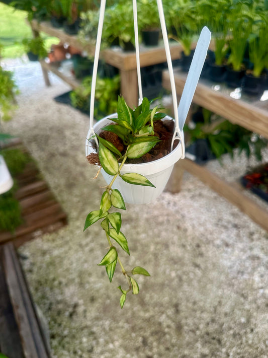 Hoya Lacunosa Variegated