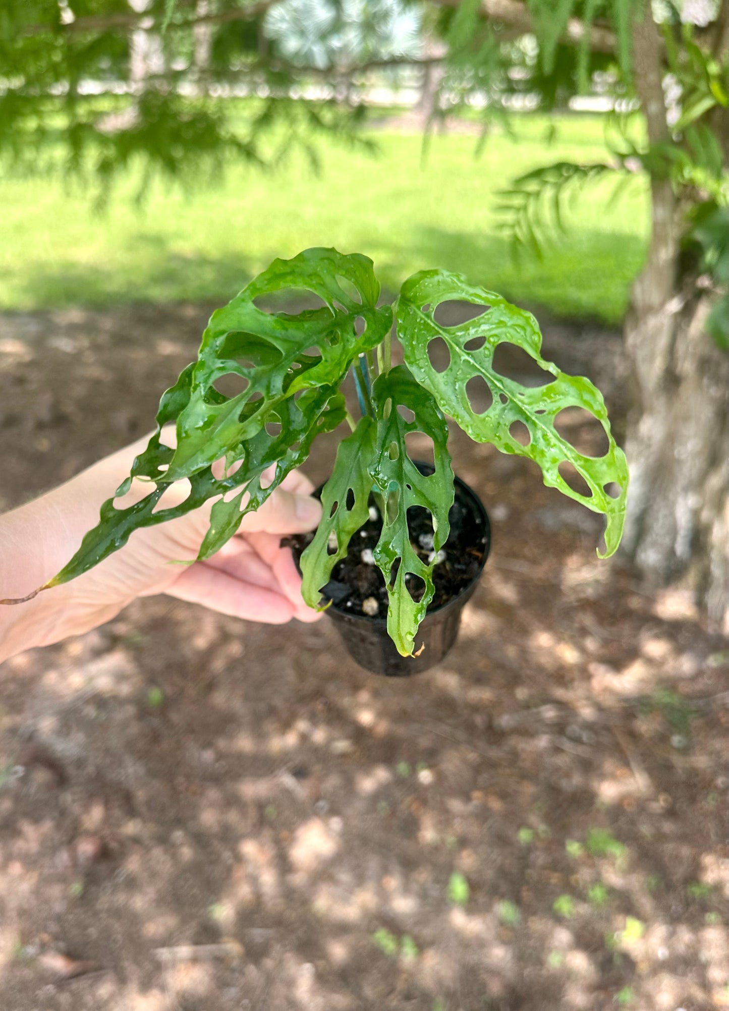 Monstera Obliqua