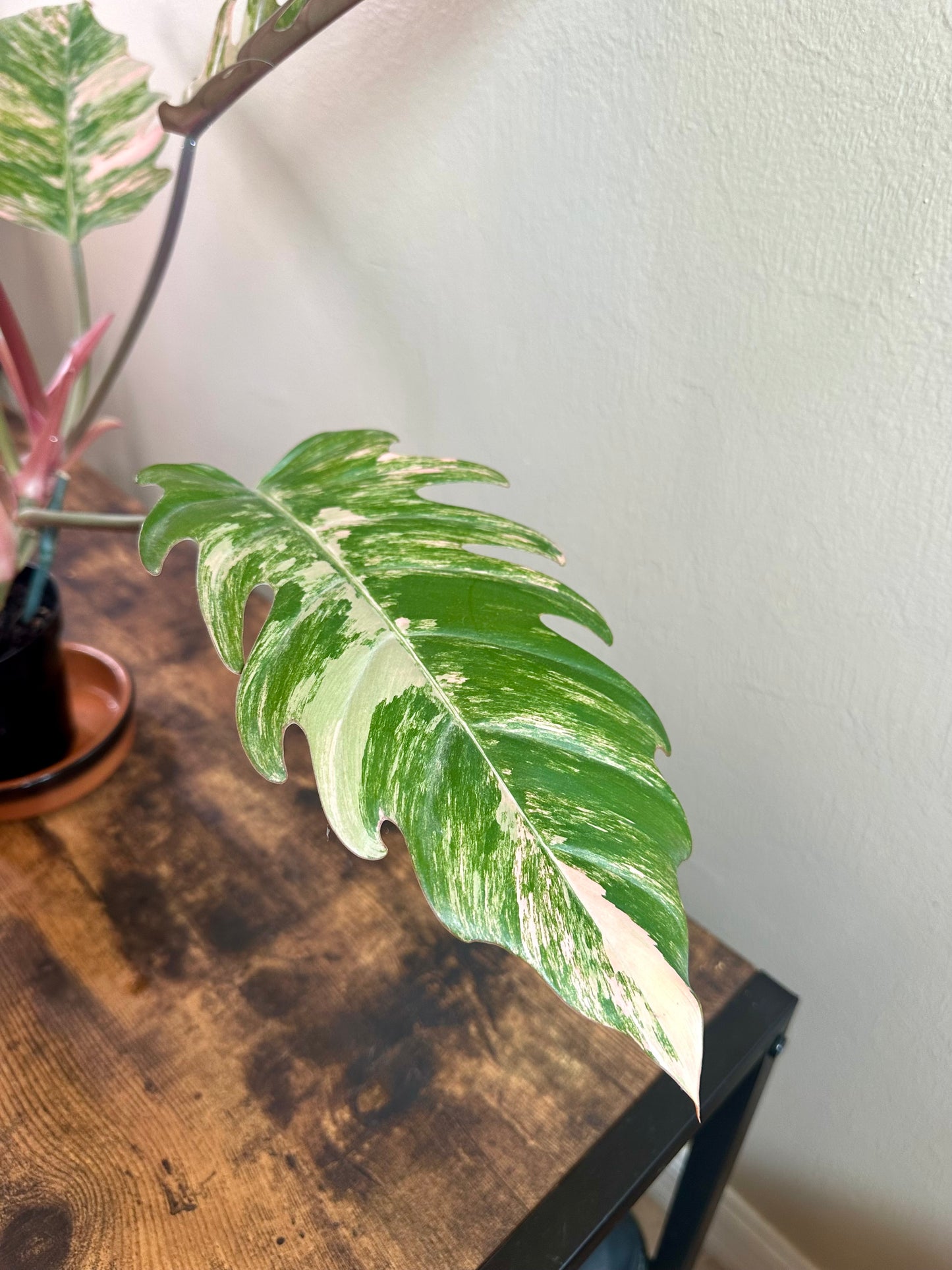 Philodendron Carmel Marble