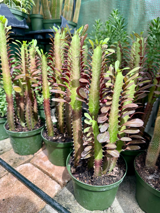 Euphorbia Red Trigona