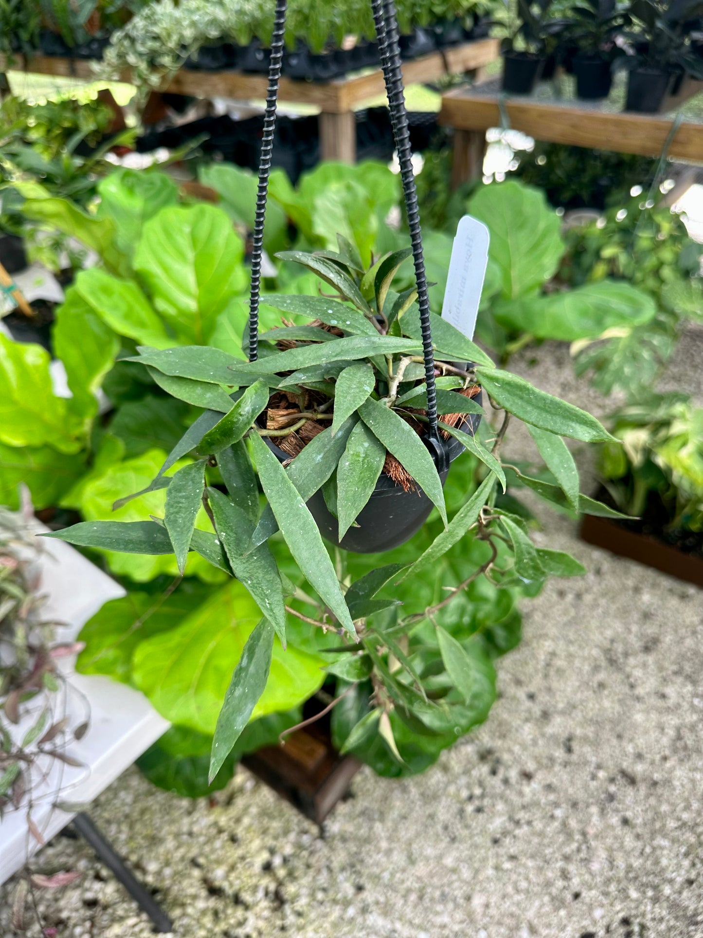 Hoya Mirabillis